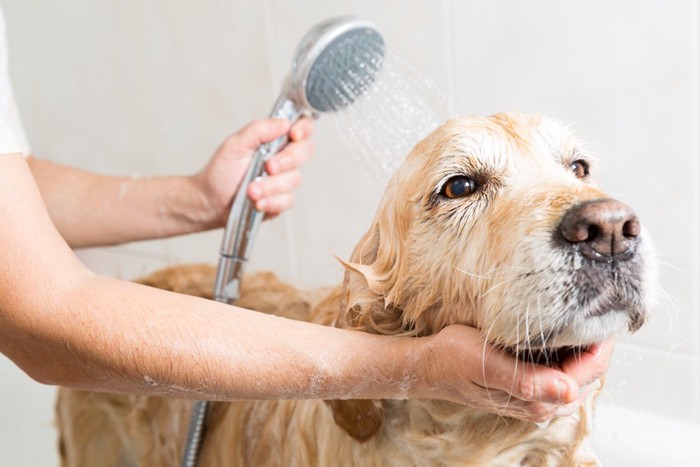 シャワーで洗われている犬