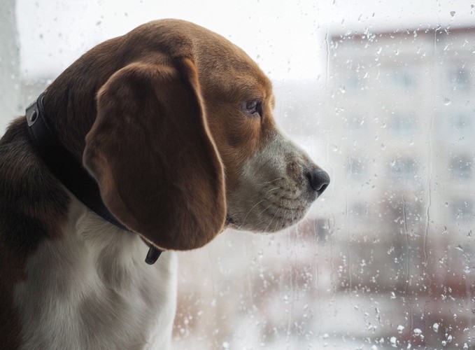 濡れた窓の外を眺めている犬
