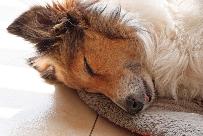 眠っている犬、舌が少しだけ出ている