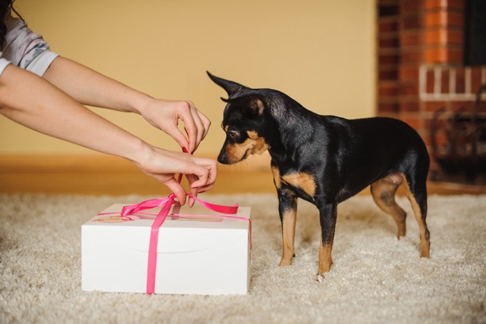 プレゼントの箱をあける様子を見つめる犬