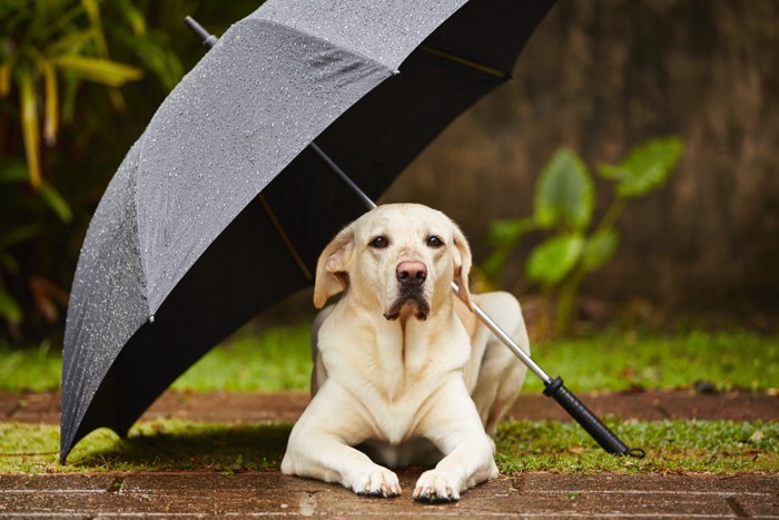 傘に入る犬