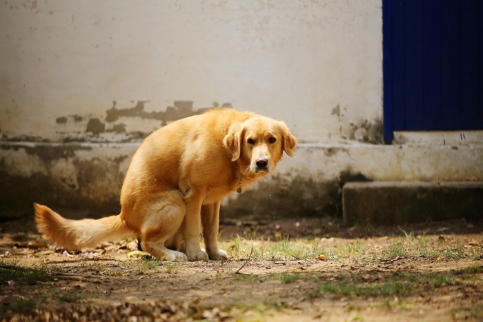 散歩中に外で排泄する茶色い大型犬