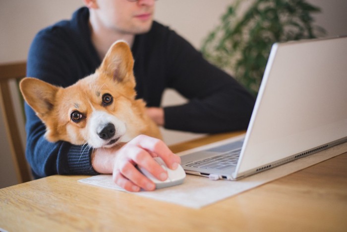パソコンを使う飼い主と寄り添う犬