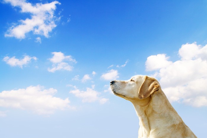 空を見上げるレトリバー犬