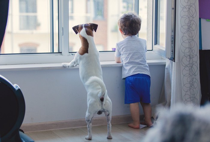 窓の外を見る犬と子供の後ろ姿