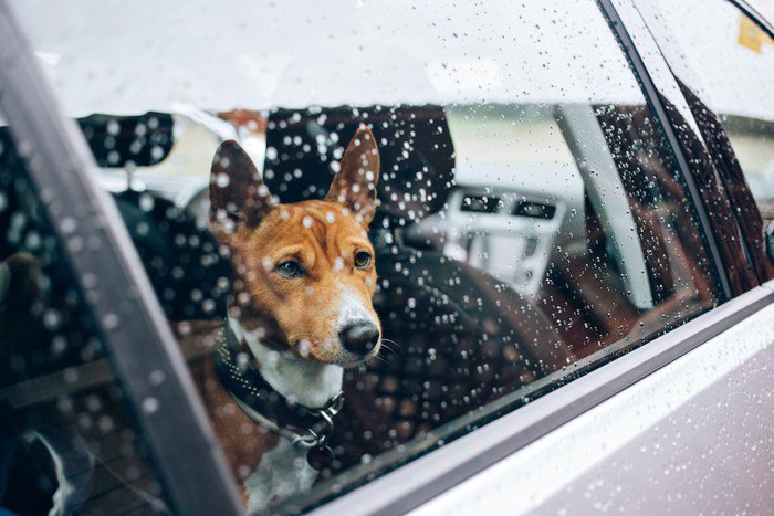 車の窓から雨の降る外を見る犬
