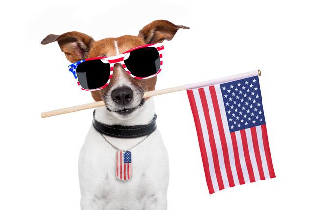 アメリカ国旗と犬