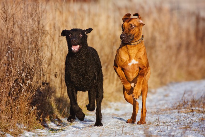 雪道を走る二頭の犬