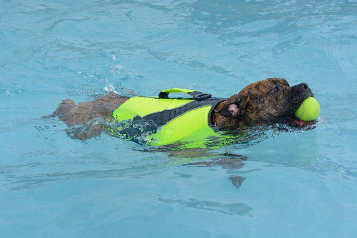泳いでボールを運ぶ犬