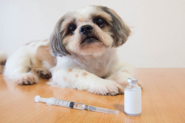 犬とワクチン