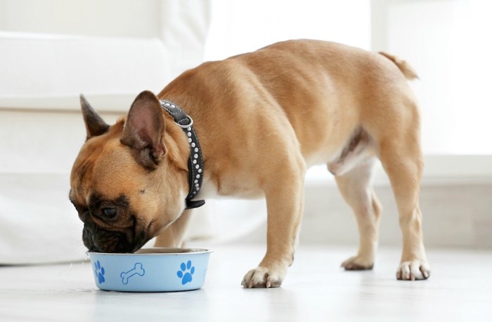 青い食器で食事中の犬