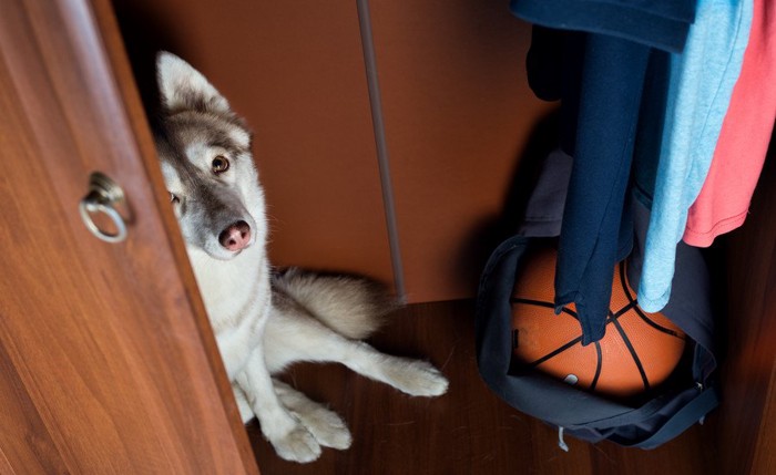 バスケットボールのあるクローゼットに隠れる犬