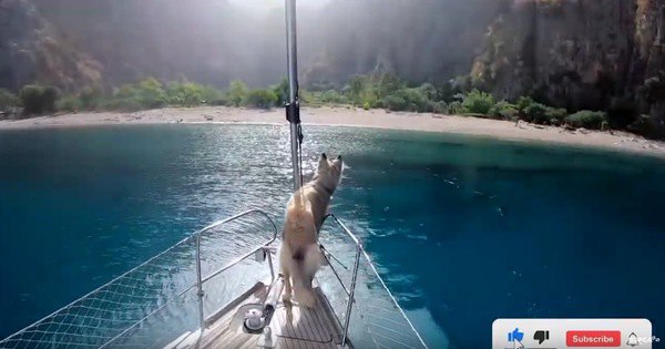船の先端に立つ犬
