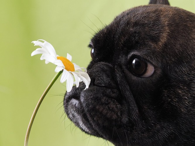 花の匂いを嗅ぐ犬の横顔