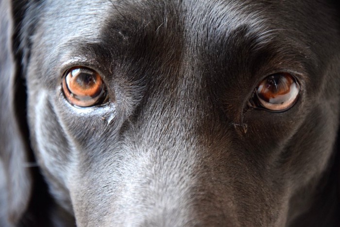 黒い犬の茶色の瞳アップ