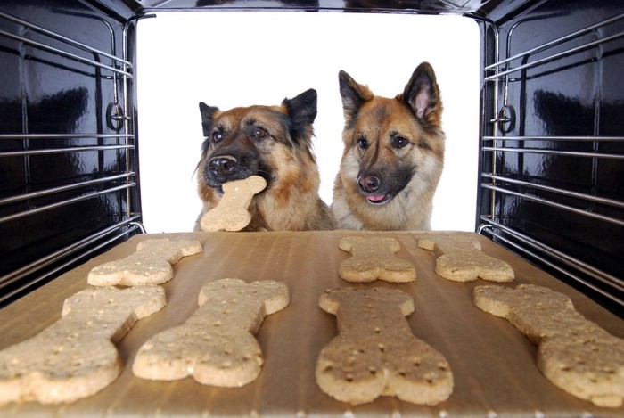 オーブンの中のクッキーを見る犬