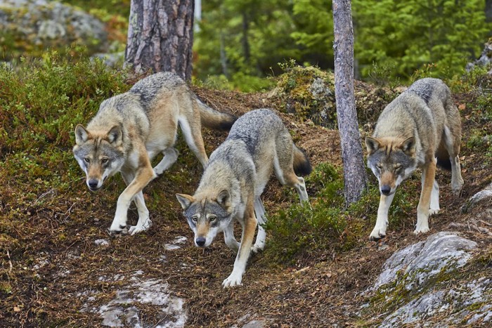 狩りに出かけるオオカミの群れ