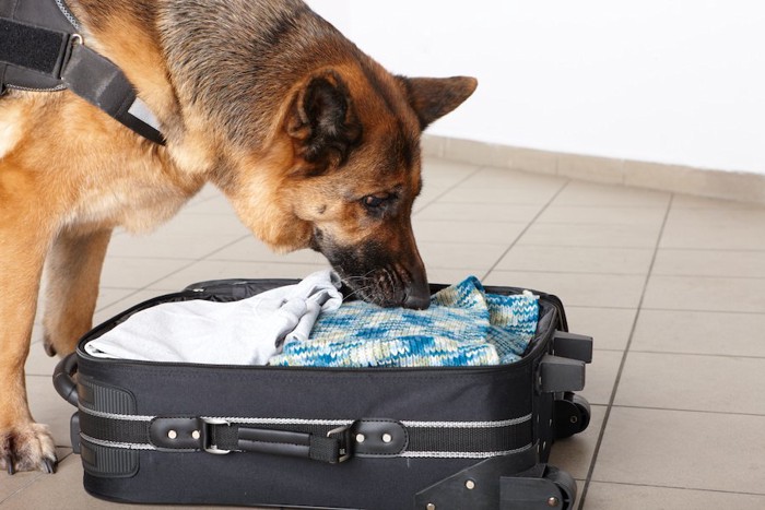 荷物のにおいをかぐ警察犬