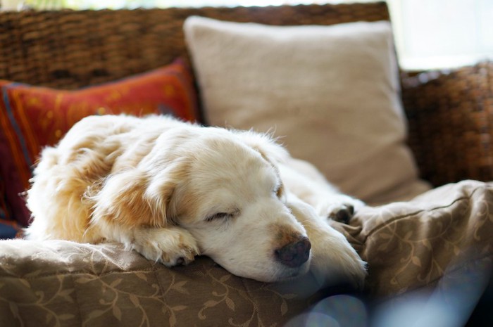 ソファーで穏やかに眠る老犬