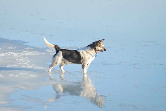 凍った水に佇む犬