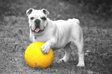 悲しそうにボールを持つ犬