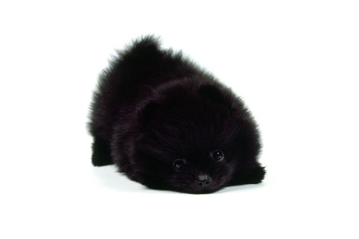 黒いポメラニアンの子犬の写真