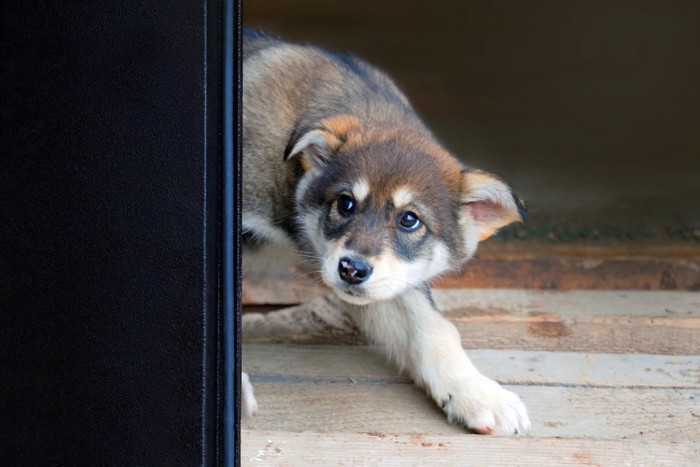 怯えてドアの後ろに隠れる子犬
