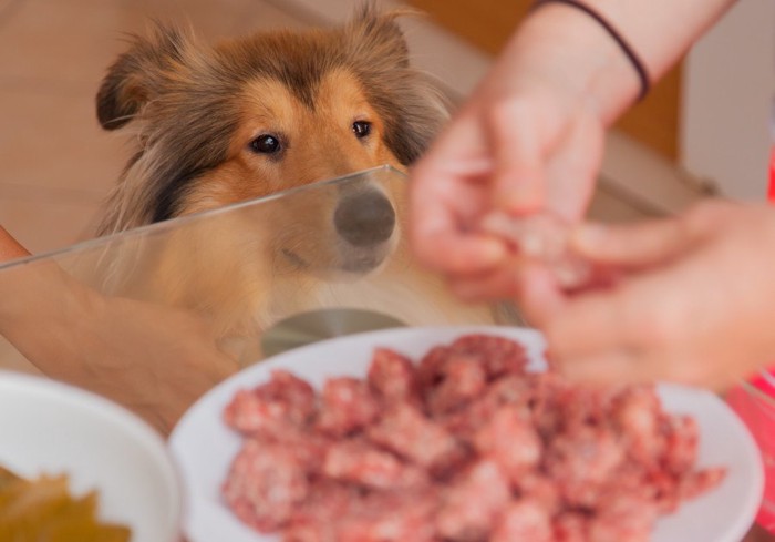 食事をジッと見つめる犬