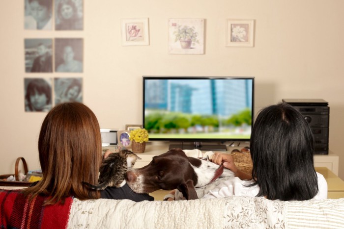 テレビを見ている母娘と犬と子猫