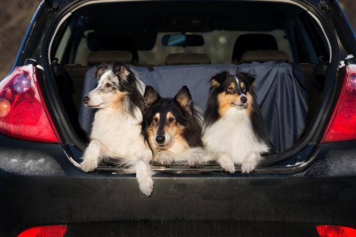 シートカバーがついた車の後部座席に座る3匹の犬