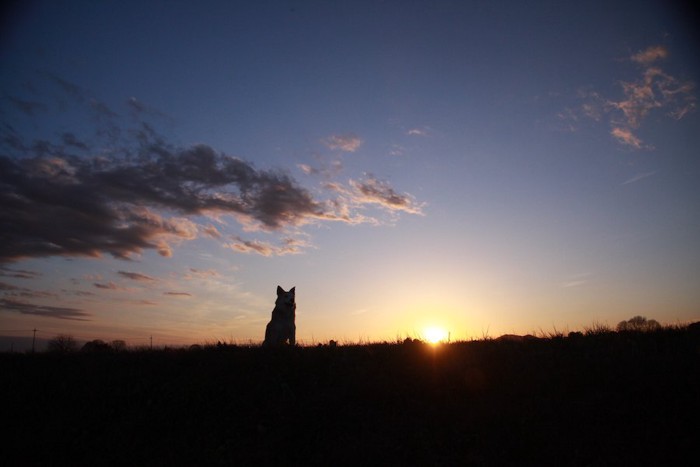 夕日に向かって座る犬のシルエット