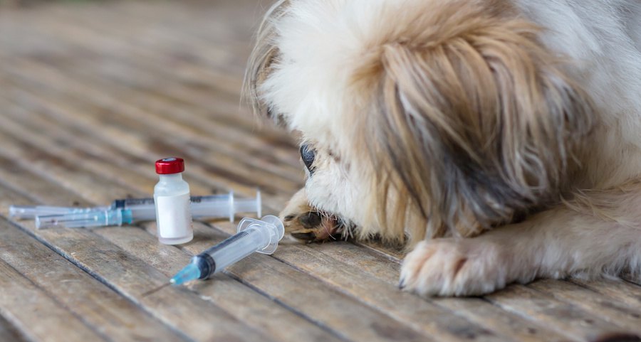 ワクチンを見つめる犬