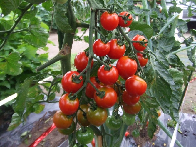畑で育つ真っ赤なトマト