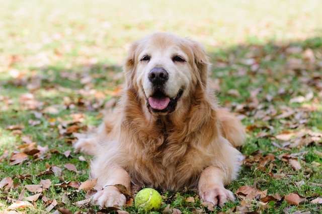 ボールで遊ぶ老犬