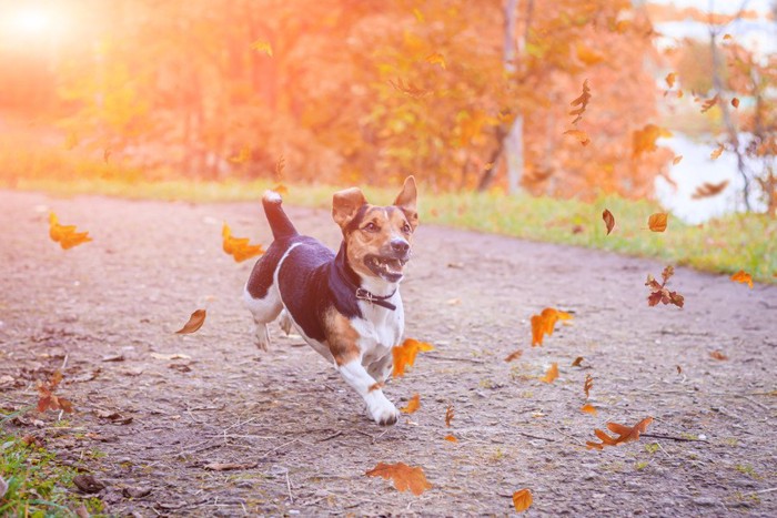 落ち葉の中を走る犬
