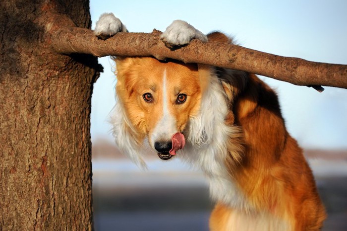 木に前足を掛けて舌を出す犬