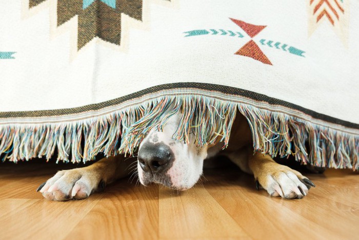 ソファーの下に潜る犬