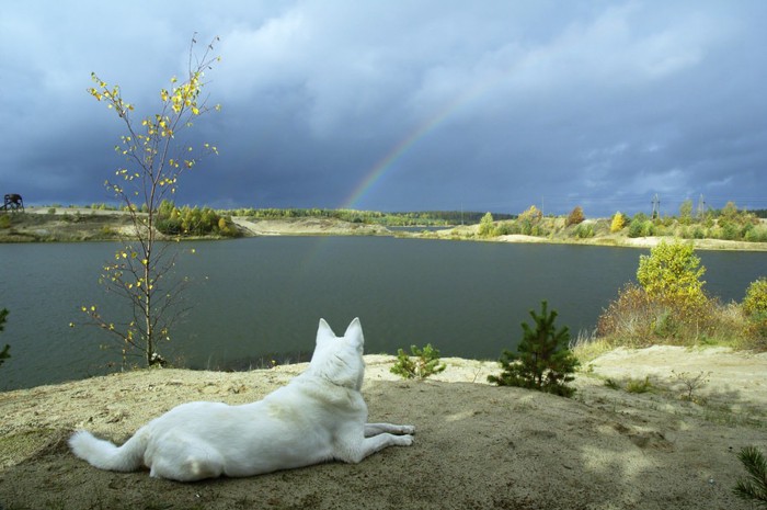 白い犬と遠くに見える虹