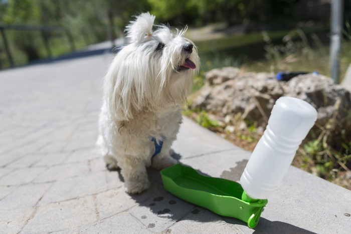ペットボトルの給水器と白い犬