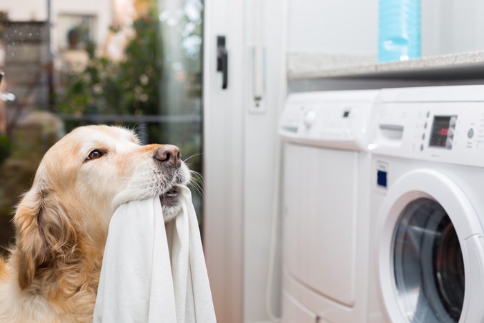 洗濯物を運ぶ犬