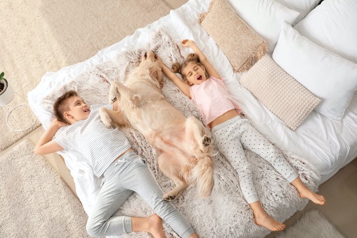 子ども2人とベッドで一緒に眠るゴールデンレトリバー