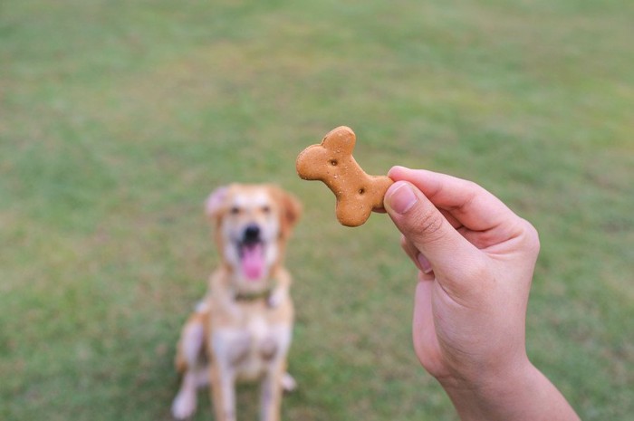 骨型クッキーと犬