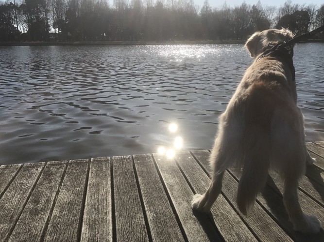湖を見つめる犬の後ろ姿