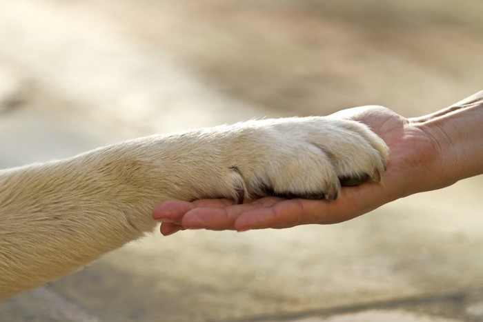 人の手の上に置かれた犬の手