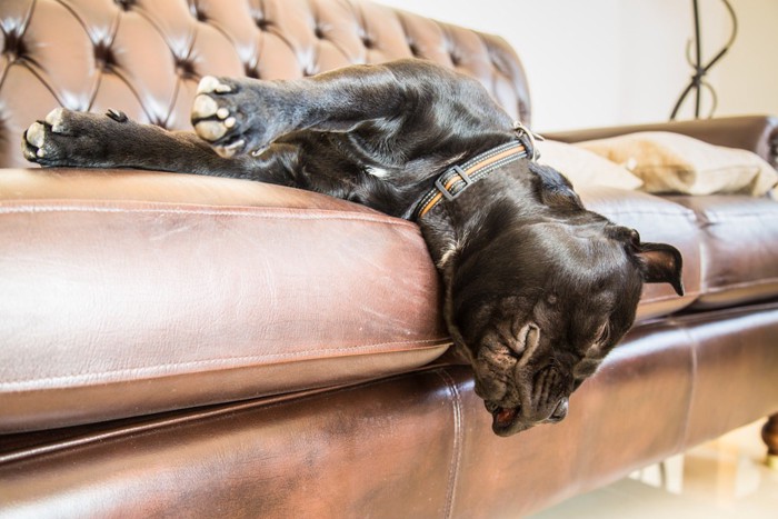 ソファーで頭を下にして寝る犬