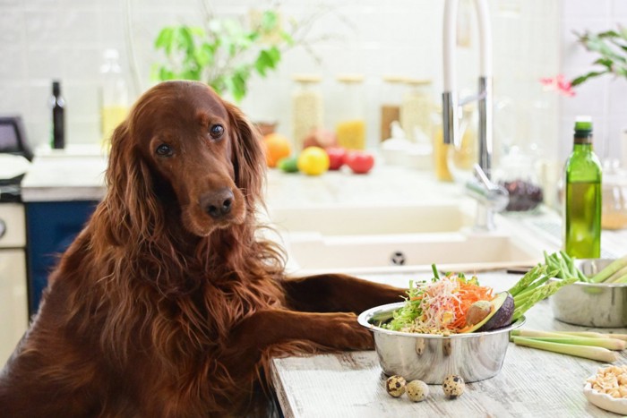 キッチンの野菜と犬