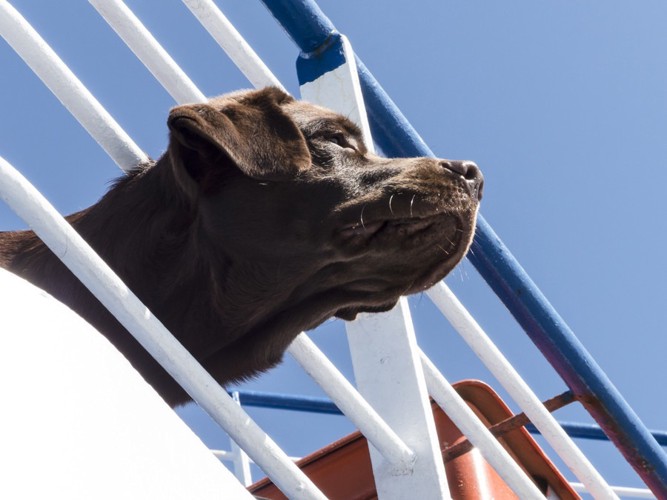 船から顔を出す犬