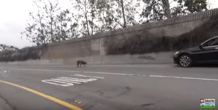 高速道路入口をうろつく犬
