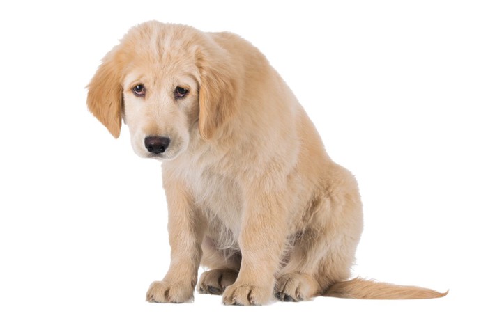 しょんぼりな子犬の表情、白い背景