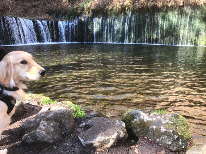 滝の流れるドッグランで遊ぶ犬